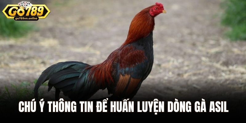 Chú ý thông tin để huấn luyện dòng gà Asil
