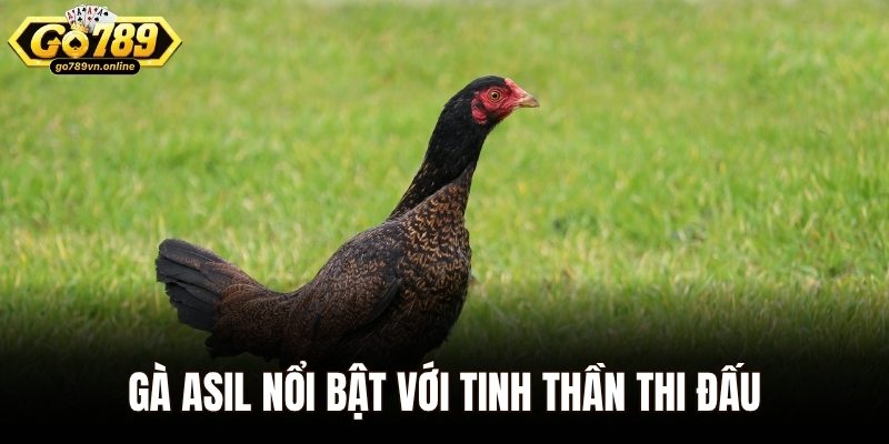 Gà Asil nổi bật với tinh thần thi đấu