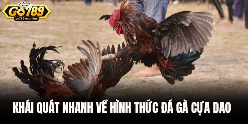 Đá Gà Cựa Dao - Trận Đấu Cá Cược Kịch Tính Nhất Châu Á 1 Khái quát nhanh về hình thức đá gà cựa dao