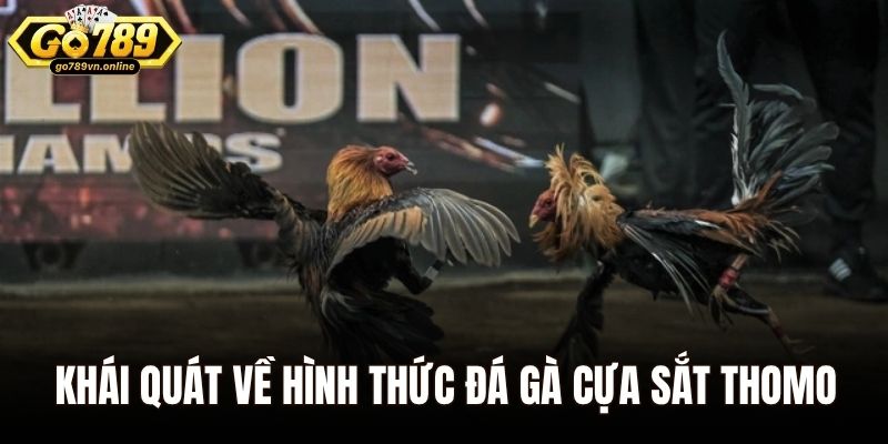 Khái quát nhanh về hình thức đá gà cựa sắt thomo