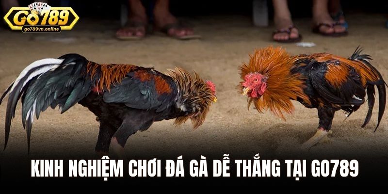Đá Gà Cựa Dao - Trận Đấu Cá Cược Kịch Tính Nhất Châu Á 3 Kinh nghiệm chơi đá gà dễ thắng tại Go789