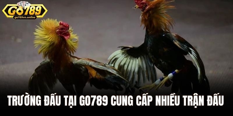 Trường Gà Savan – Điểm Hẹn Đầy Kịch Tính Tại Go789 2 Trường đấu tại Go789 cung cấp nhiều trận đấu hấp dẫn