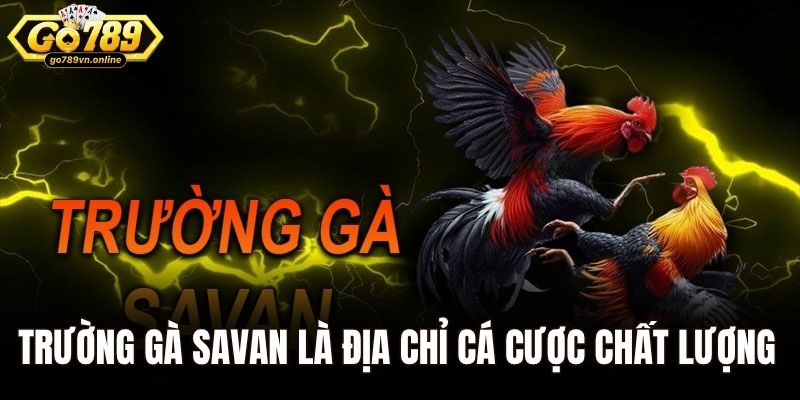 Trường Gà Savan – Điểm Hẹn Đầy Kịch Tính Tại Go789 1 Trường gà Savan là địa chỉ cá cược chất lượng nhất Châu Á